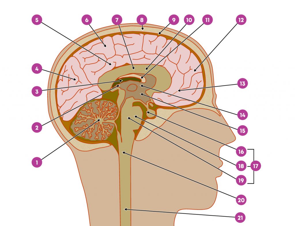 Anatomie_van_de_hersenen